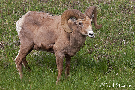 Yellowstone National Park Big Horn Ram